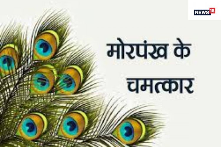 घर में मोरपंख रखने से दूर होगा वास्तु दोष! बीमारियों के साथ आर्थिक तंगी भी...