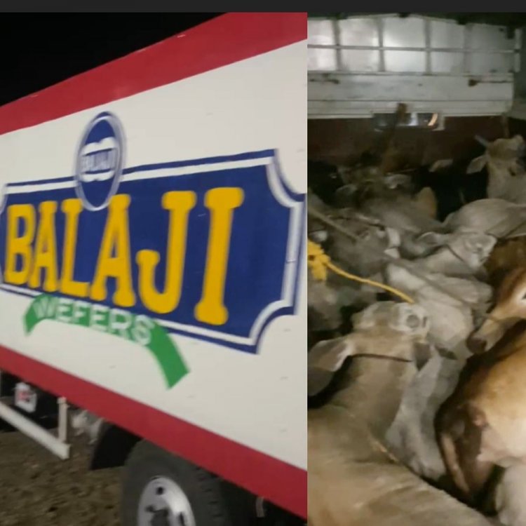 बालाजी चिप्स-कुरकुरे के कंटेनर से मिले 17 मवेशी:अजीब आवाजें सुनकर लोगों ने पुलिस को बताया; ड्राइवर फरार