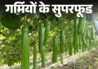गर्मियों के सुपरफूड- लौकी में 10 औषधीय गुण:पोटेशियम-कैल्शियम से भरपूर लौकी पचने में आसान, न्यूट्रिशनिस्ट से जानें इसके फायदे