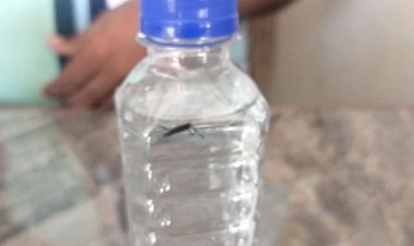मिनरल वाटर की सील पैक बोतल में मच्छर:जबलपुर में पानी की सील बंद बोतल में ग्राहक को मिला मृत मच्छर