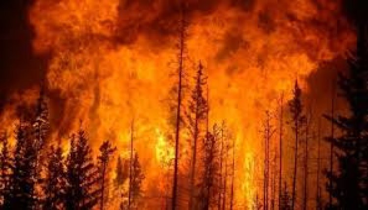 जापान के जंगलों में लगी आग के कारण सैकड़ों लोगों ने घर छोड़ा, दर्जनों मकान क्षतिग्रस्त