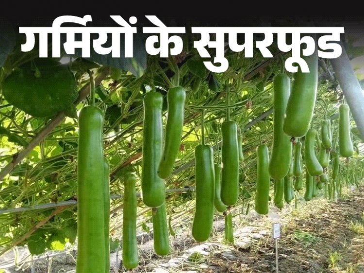 गर्मियों के सुपरफूड- लौकी में 10 औषधीय गुण:पोटेशियम-कैल्शियम से भरपूर लौकी पचने में आसान, न्यूट्रिशनिस्ट से जानें इसके फायदे